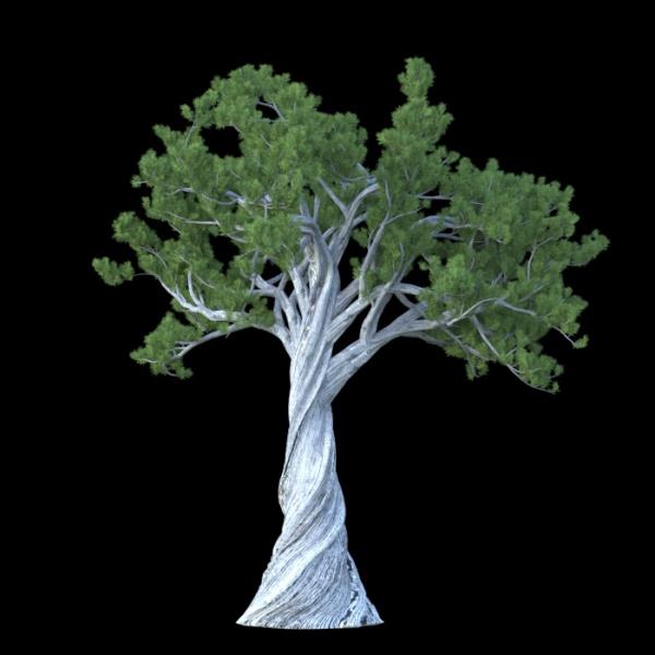 PinusAlbicaulis - دانلود مدل سه بعدی درخت کاج Tree - آبجکت سه بعدی درخت کاج Tree - دانلود آبجکت سه بعدی درخت کاج Tree -دانلود مدل سه بعدی fbx - دانلود مدل سه بعدی obj -PinusAlbicaulis 3d model free download  - PinusAlbicaulis 3d Object - PinusAlbicaulis OBJ 3d models - PinusAlbicaulis FBX 3d Models - 